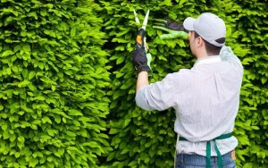 Cắt tỉa bụi cây quanh nhà